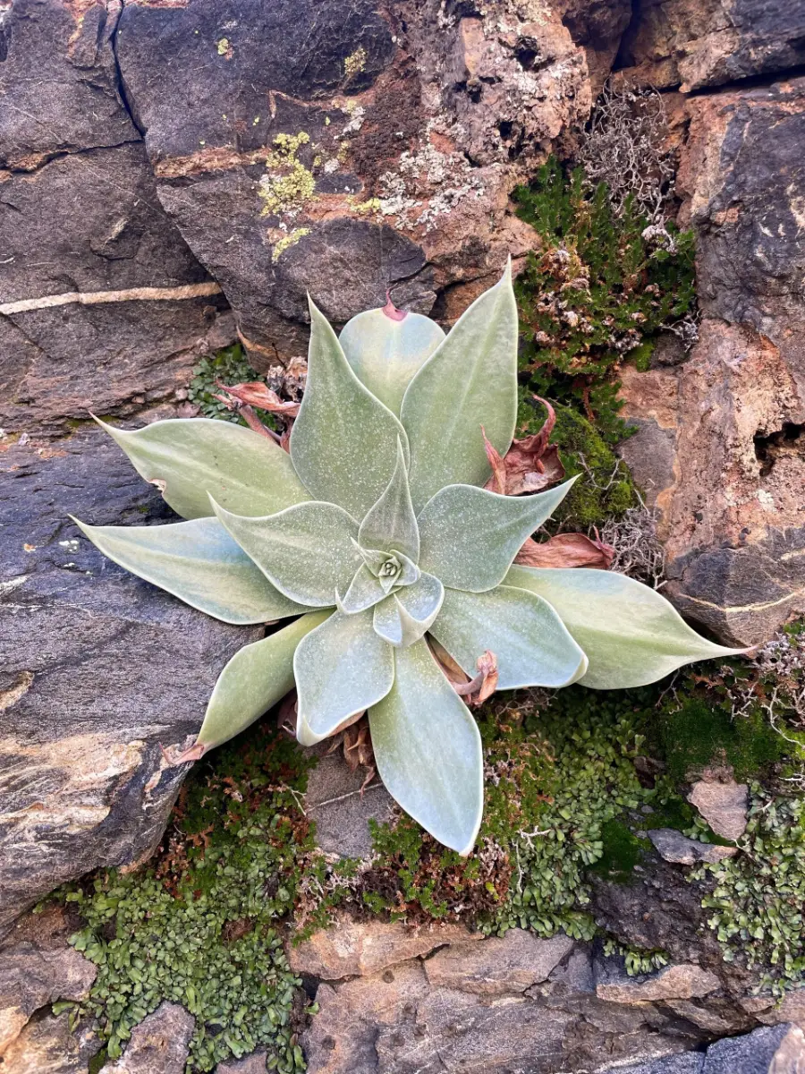 A pale green dudleya rosette growing on rock