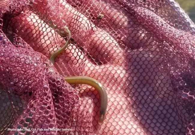 Pacific lamprey in a net