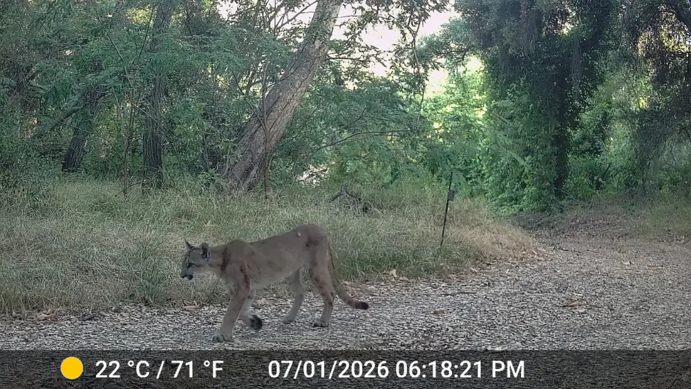 A mountain lion walking a trail, caught on a trail camera