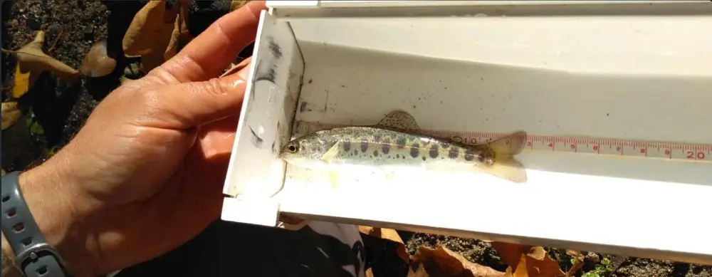 A rainbow trout measured on a board